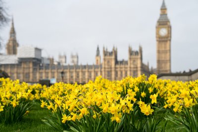 Daffodils with Big Ben and the Palace of Westminster in background. Copyright: Pajor Pawel |shutterstock