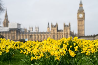Daffodils with Big Ben and the Palace of Westminster in background. Copyright: Pajor Pawel |shutterstock