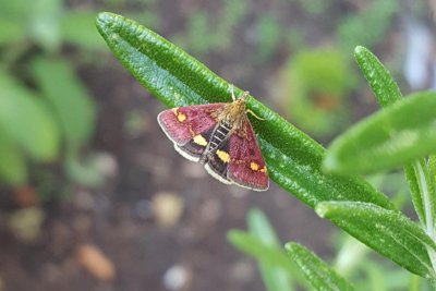 A rare moth on a rosemary leaf. Credit: Cranbrook Community Food Garden