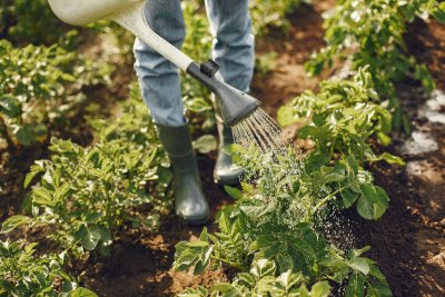 Watering vegetables. Credit: Gustavo Fring | Pexels