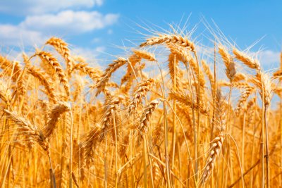 A wheat field. Credit: Canva