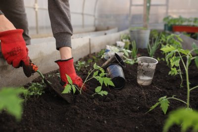 Planting tomatoes. Credit: Ekaterina Ershova | Pixabay