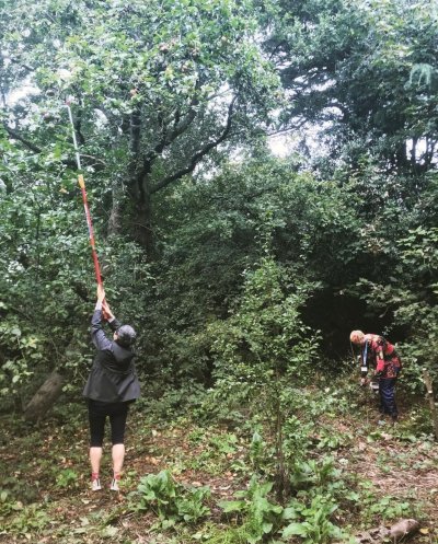 Community Orchard Volunteers at Growhampton harvesting apples. Copyright: Growhampton