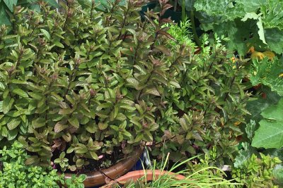 Growing herbs. Credit: Emily Alsop