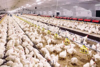 Indoor chicken farm. Copyright: David Tadevosian shutterstock