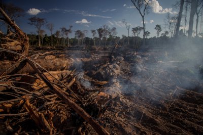 The Amazon rainforest is being deforested for pasture, livestock and agriculture.. Copyright: marcio isensee | shutterstock