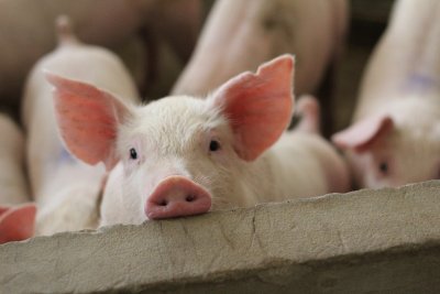 A group of pigs in a farming unit. Credit: CHIRATH PHOTO: Shutterstock