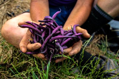 Hands holding beans. Credit: Rachael Holzman | Pexels