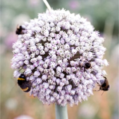 Local Food Plan flower with bees. Credit: Rachel Jones