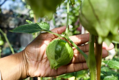 Tomatillos grown by Black Rootz at Wolves Lane Centre in Haringey. Credit:  Manal Massalha