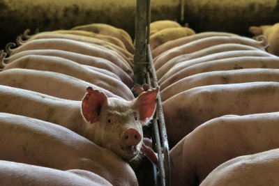 Factory farmed pigs. Credit: Barbara Barbosa, Pexels