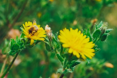 The power of pollinators at The Royal Parks. Copyright: The Royal Parks