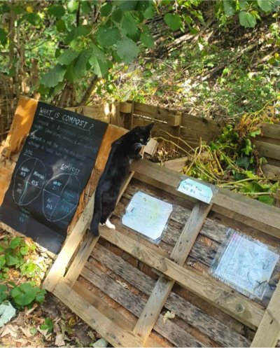 A feline volunteer inspects the compost at Frendsbury Gardens. Credit: Friends of Frendsbury Gardens