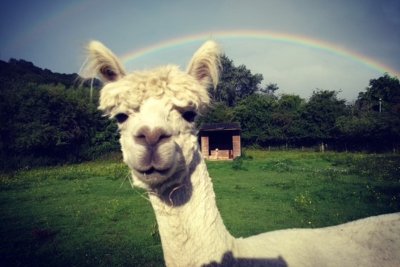 An alpaca from Meanwood Valley Urban Farm. Credit: Meanwood Valley Urban Farm