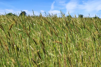 Heritage Wheat Field, UK. Credit: Vicki Hird