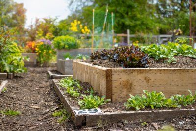 Multi Level wooden planter boxes filled with vegetables and flowers. . Credit: Petra Richll