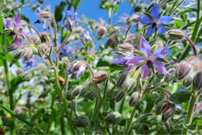 Borage flowers. Credit: Rachel Dring | Sustain