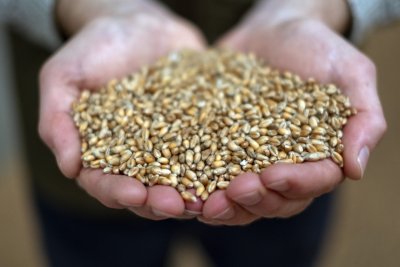 Denby Hall Farm population wheat. Copyright: Tessa Bunney