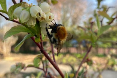 bee on fruit tree, Regents allotment garden. Credit: Chris Murphy
