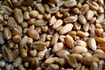 Wheat grains. Credit: Chris Young / www.realbreadcampaign.org CC-BY-SA-4.0