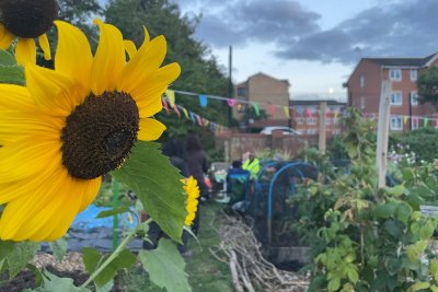 Sunflower on urban allotment. Credit: Sarah Williams