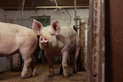 A young pig in an indoor farm. Credit: Stefanie Poepken on Unsplash