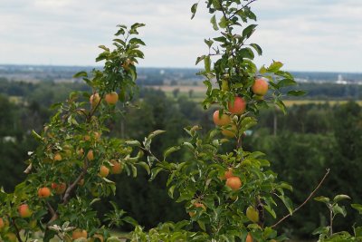 Apple trees in a rewilded landscape. Credit: James Beheshti, Unsplash