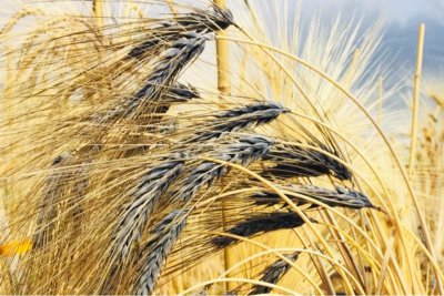 Scottish barley. Copyright: Professor Wendy Russell