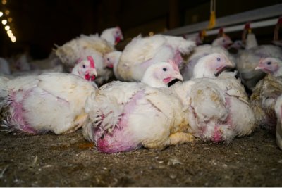 Battery chickens in an intensive livestock unit. Copyright:  World Animal Protection / Tracks Investigation