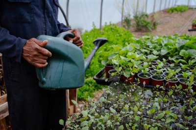 A person holding a watering can over some seedlings. Credit: Woodlands Farm | Phoebe Davies for Culture Roots Collective