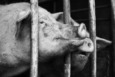 Indoor Pigs. Credit: Alliance to Save our Antibiotics