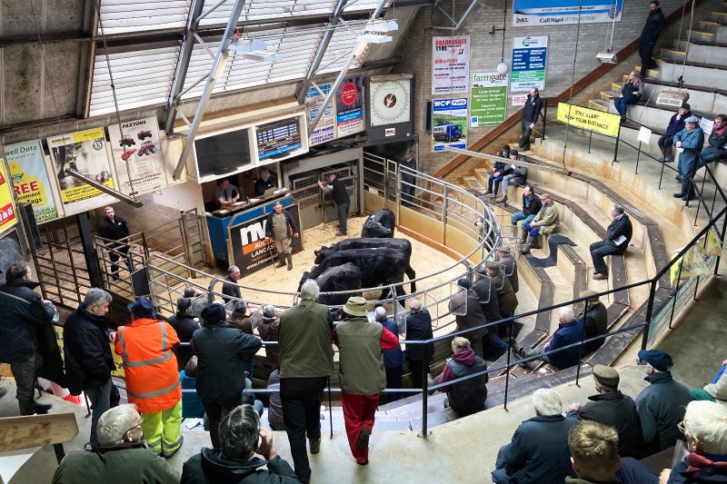 Lancashire Action Mart. Copyright: Amber Lawes Johnson