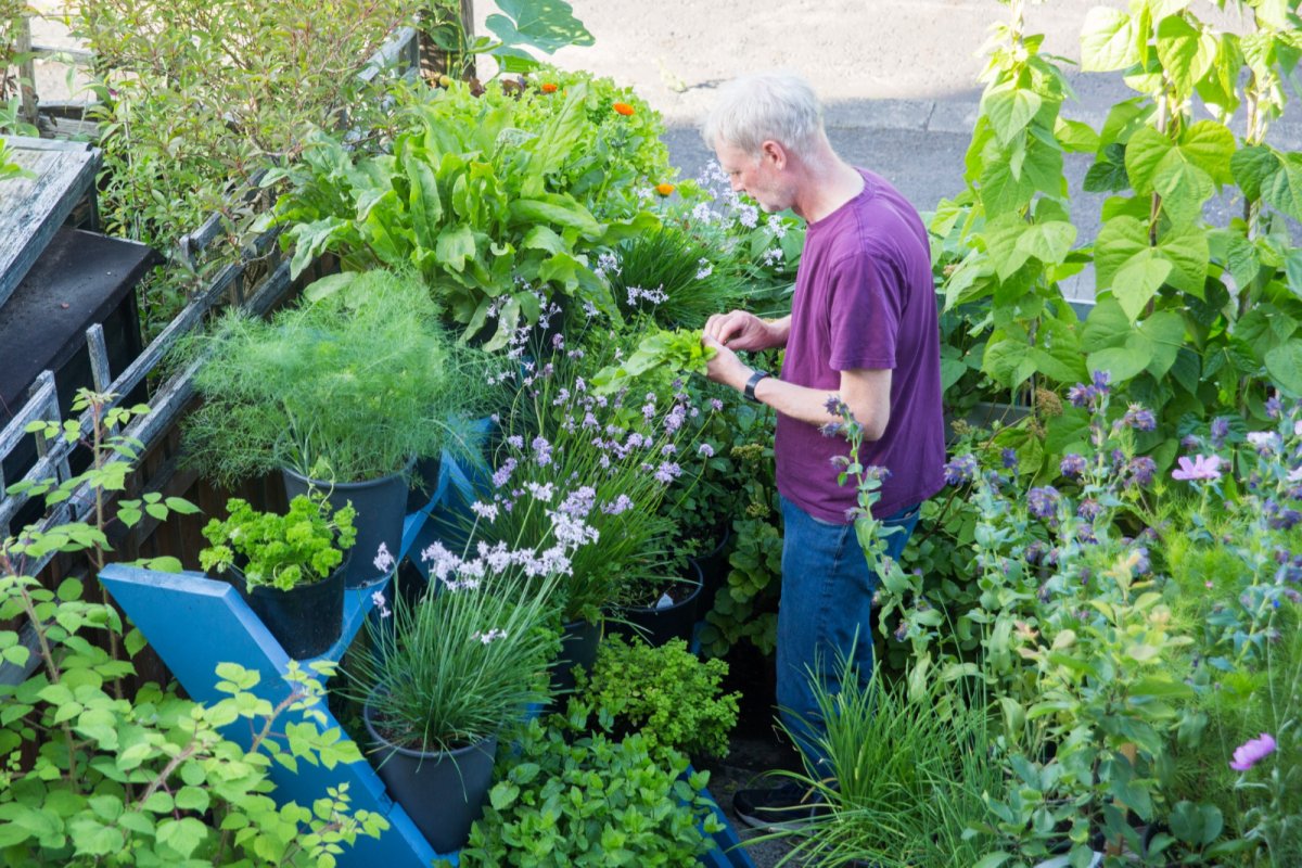 Mark's container growing garden. Copyright: Mark Ridsdill Smith