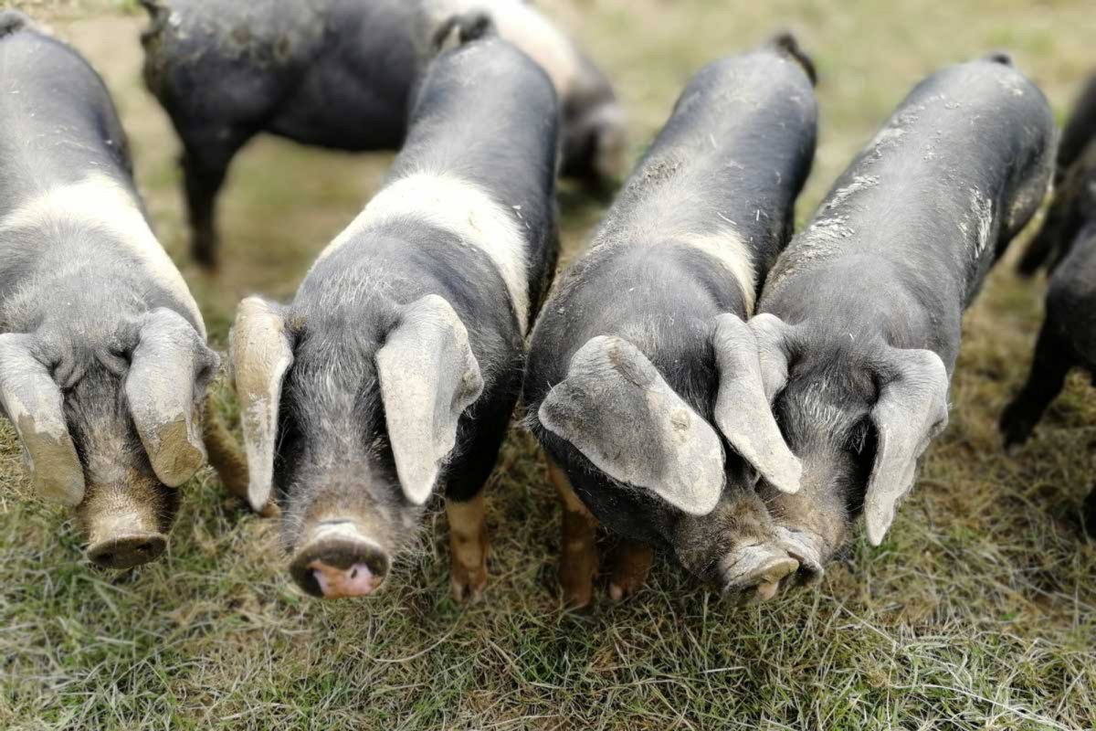 Organic pigs. Credit: Vicki Hird | Sustain
