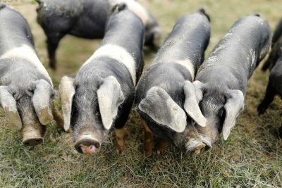 Organic pigs. Credit: Vicki Hird | Sustain