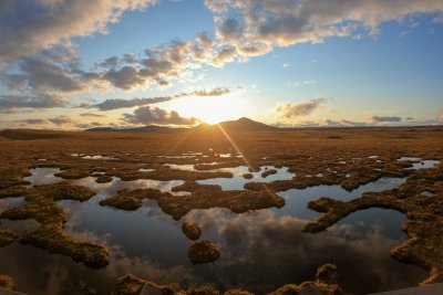 Peat bog. Credit: K B | Unsplash