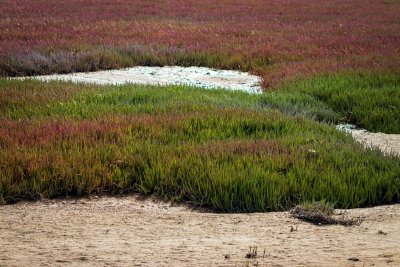 Peatland. Credit: Grant Durr KrrcP5Slr5s | Unsplash