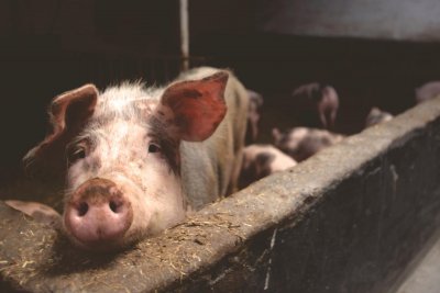 Pigs. Credit: Matthia Zomer | Pexels