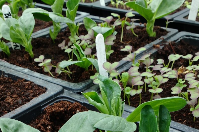 Planting. Credit: Julie Smith| Sustain