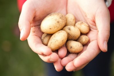 Potatoes in hands. Credit: Pexels