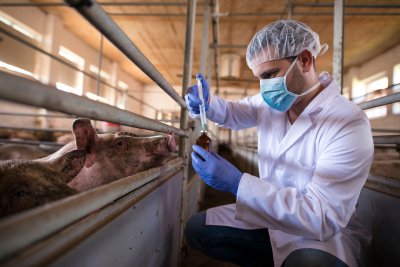 Professional veterinarian in white coat and mask holding syringe and medicine preparing for vaccination of pigs to prevent diseases. Credit: Aleksandar Malivuk / Shutterstock