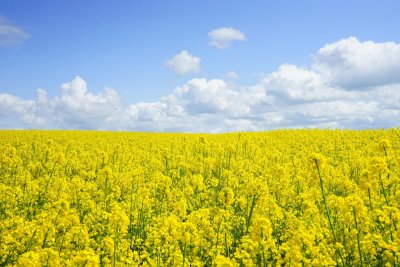 Rapeseed. Credit: Pixabay