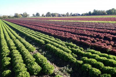 Rows of crops. Credit: Ben Reynolds / Sustain