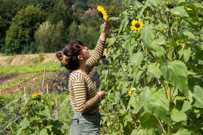 Sarah Alun Jones tending to the sunflowers on site. Copyright: Phil Young