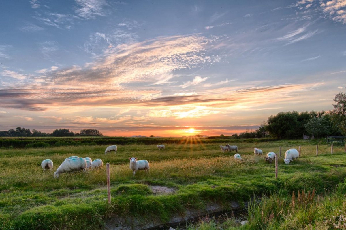 Sheep at sunset. Credit: Pixabay