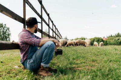 Sheep farmer. Credit: Cottonbro | Pexels