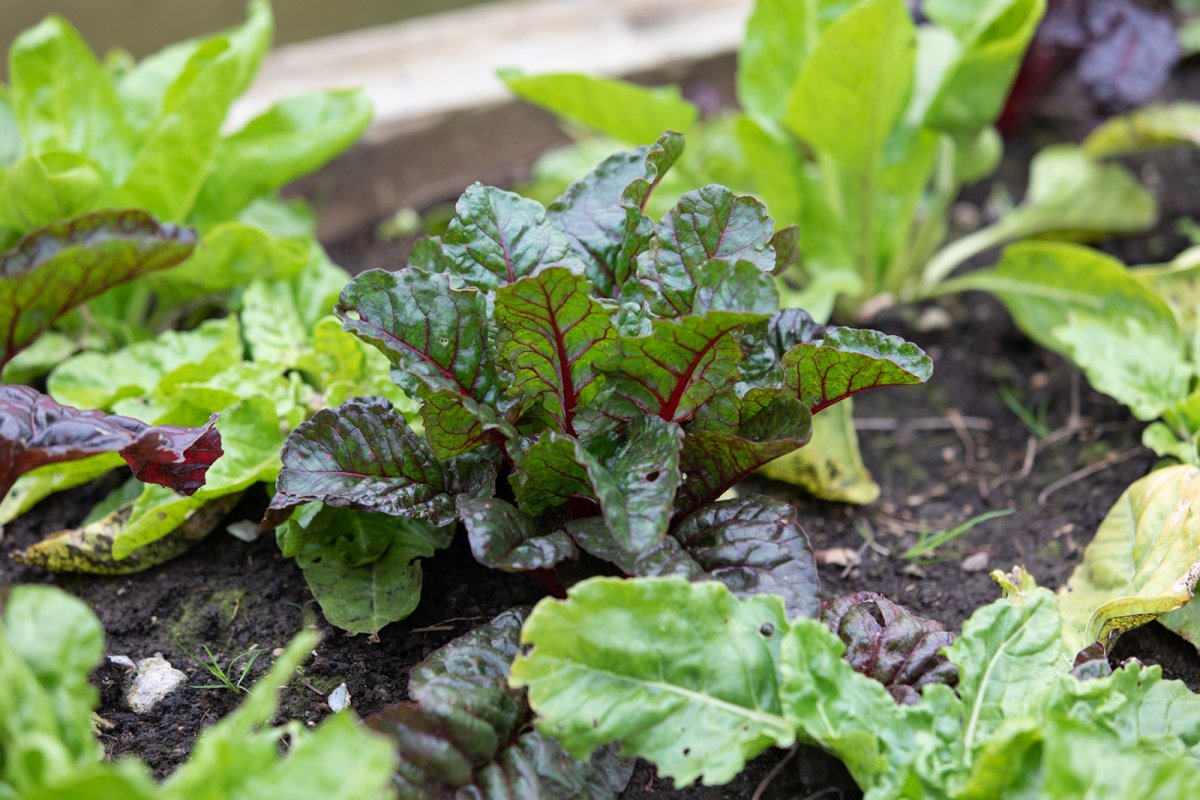 Surrey Docks Farm garden. Credit: Zoe Warde-Aldam