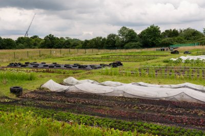Views of the market garden at GROW . Copyright: Harry Mitchell