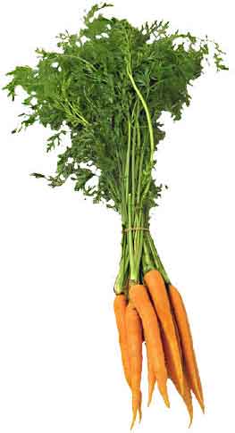 Carrots