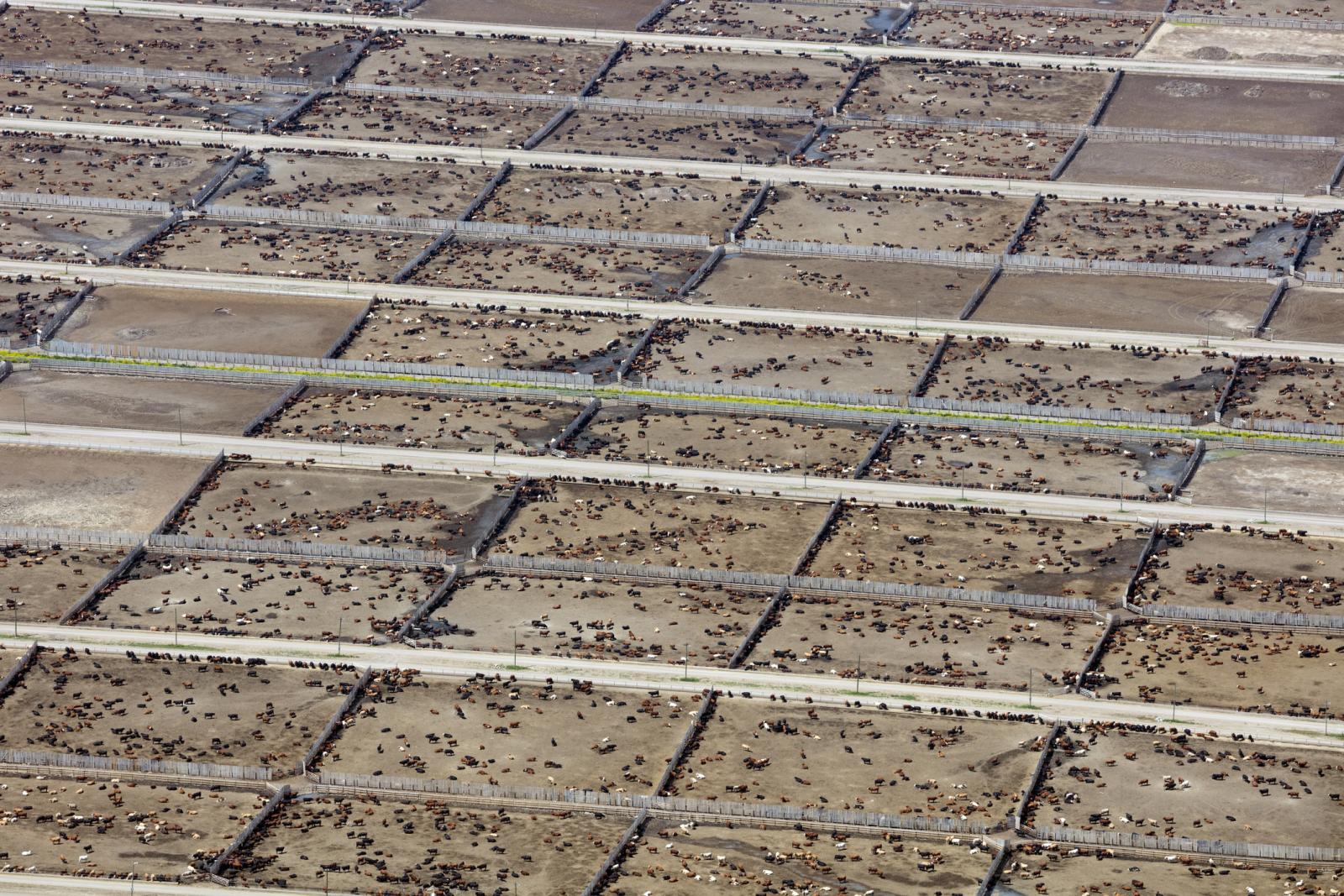 Arial shot of cattle feedlot taken by Dan Prat